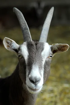 Ein Porträt einer Ziege.