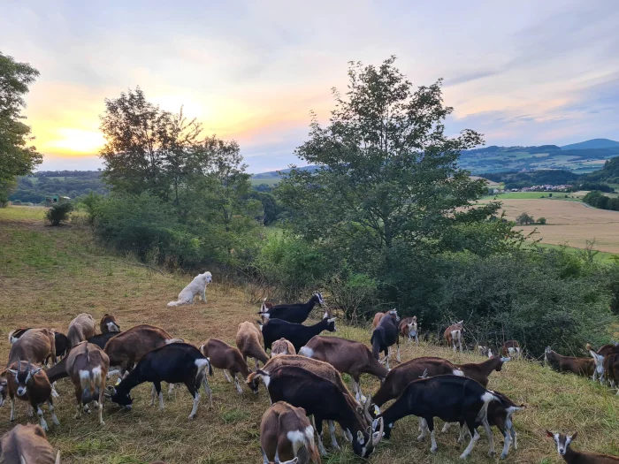 Eine Wiese mit einer Vielzahl an Ziegen.