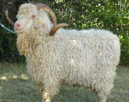 Angoraziege