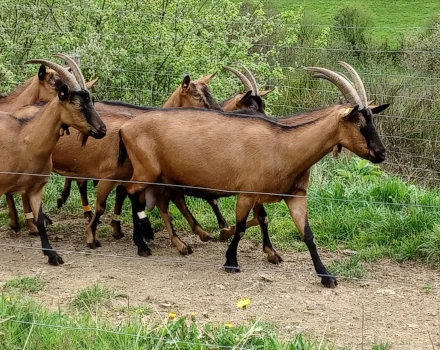 Bunte Deutsche Edelziege