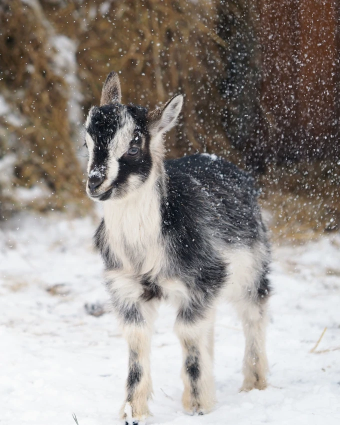 Eine im Schnee stehende Ziege.