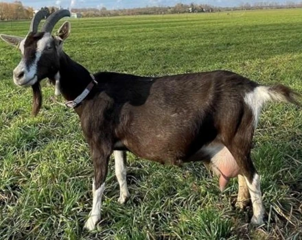 Thüringer Wald Ziege