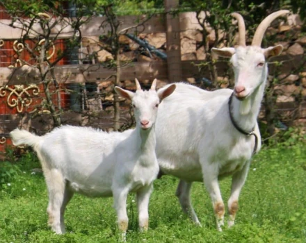 Weiße Deutsche Edelziege