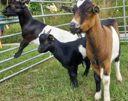 Westafrikanische Zwergziege